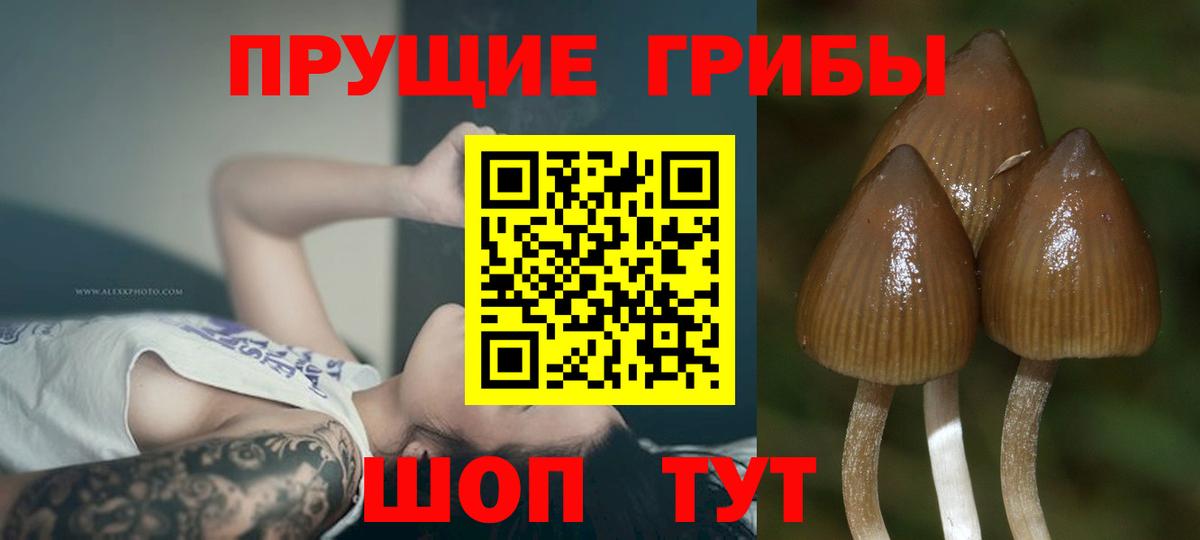 Галлюциногенные грибы Cubensis  Псилоцибиновые грибы Cubensis  Вход с VPN  Тверь 
